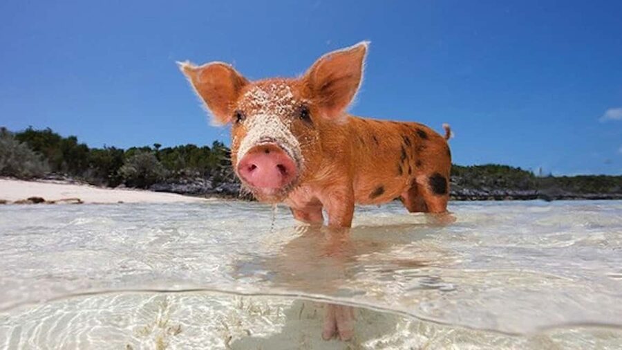 Nassau: 3-Island Snorkel Tour with Pigs, Beach Club, & Lunch - Green Cay and the sea turtle stop