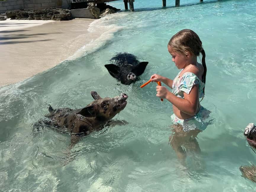 Nassau: 3 Islands Boat w/ Swimming Pigs, Snorkeling & Turtle - Green Cay turtle spotting from the boat