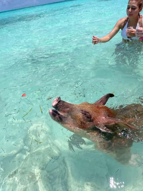 Nassau: 3 Islands Boat w/ Swimming Pigs, Snorkeling & Turtle - Swimming with the famous Rose Island pigs