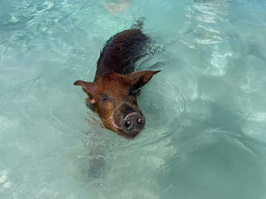 Nassau: 3 Islands Boat w/ Swimming Pigs, Snorkeling & Turtle - Rose Island beach time, lunch, and drinks