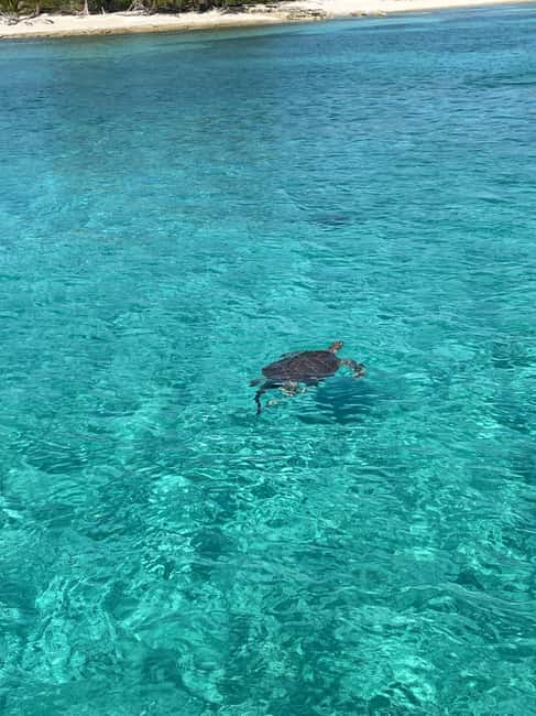 Nassau: 3 Islands Boat w/ Swimming Pigs, Snorkeling & Turtle - Pearl Island snorkeling for 45 minutes
