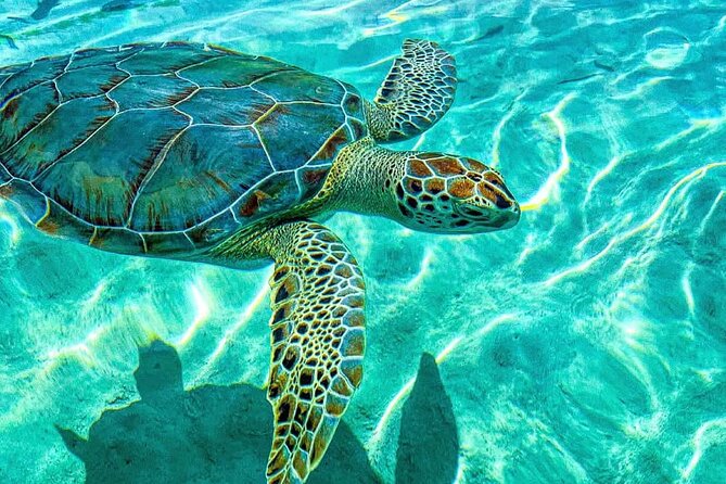 Nassau: 3 islands Pigs,Turtles,Snorkel & Beach Club with lunch - What this Nassau boat trip is really like