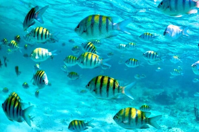 Nassau: 3 islands Pigs,Turtles,Snorkel & Beach Club with lunch - Pearl Island reef: your first 30 minutes underwater