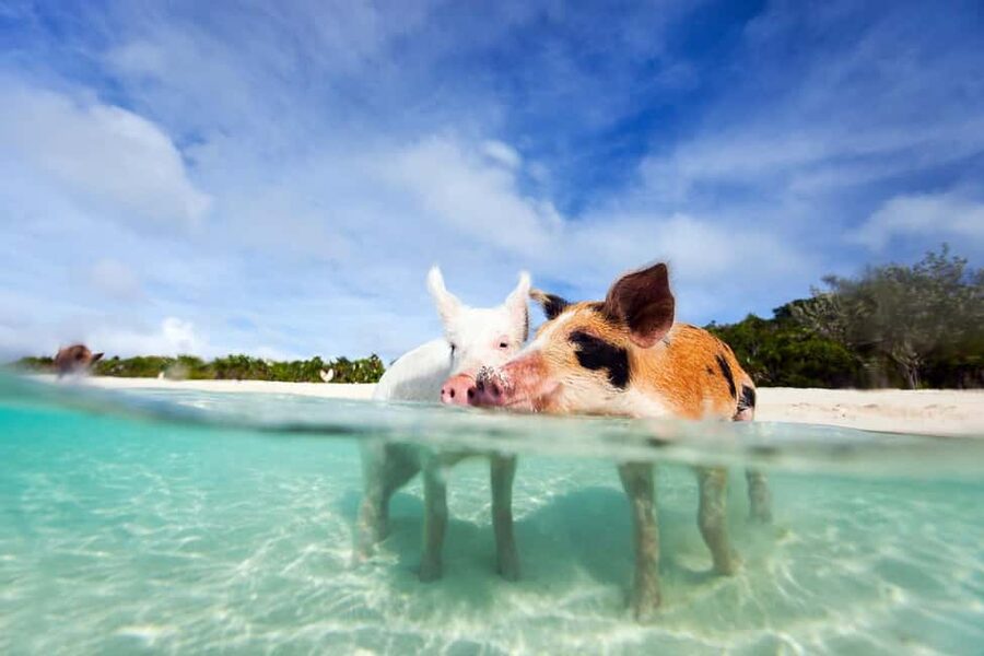 Nassau: 3 Islands Tour, Snorkel, Pig Beach, Turtles & Lunch - The speedboat ride sets the tone