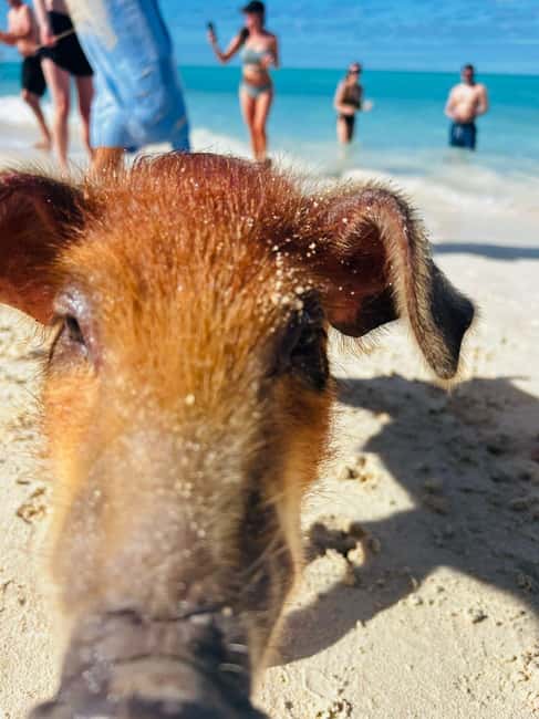 Nassau: 3 Islands Tour, Snorkel, Pig Beach, Turtles & Lunch - Green Cay is a short turtle search