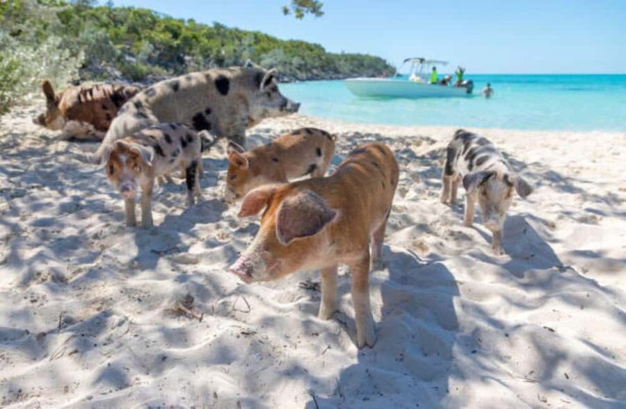 Nassau: 3 Islands Tour, Snorkel, Pig Beach, Turtles & Lunch - Rose Island combines beach time, lunch and pigs