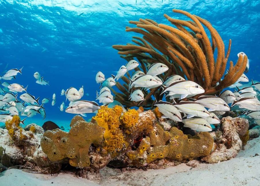 Nassau: 3 Islands Tour, Snorkel, Pig Beach, Turtles & Lunch - Athol Island is the pig stop with a scenic approach