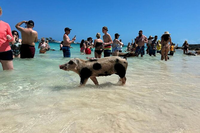 Nassau 3-stops: Snorkeling, Swimming Pigs, Turtles & Lunch - Starting at Montagu Beach at 9:30 a.m.