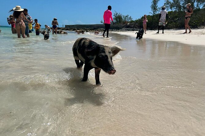 Nassau 3-stops: Snorkeling, Swimming Pigs, Turtles & Lunch - Pearl Island reef and the first snorkeling stop