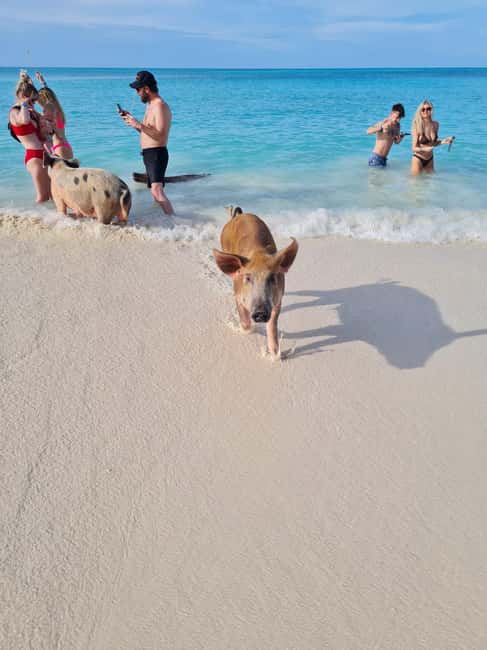 Nassau ATV & Swimming Pigs Tour - Key points to know before booking