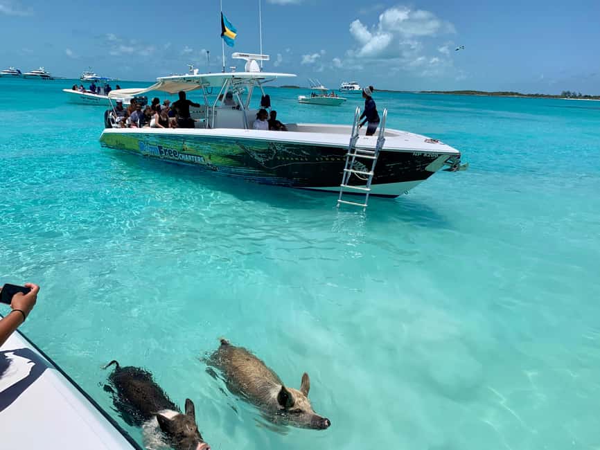 Nassau: Discover Exuma Island Hopping and Swimming Pigs Tour - Why this Exuma day trip is worth considering