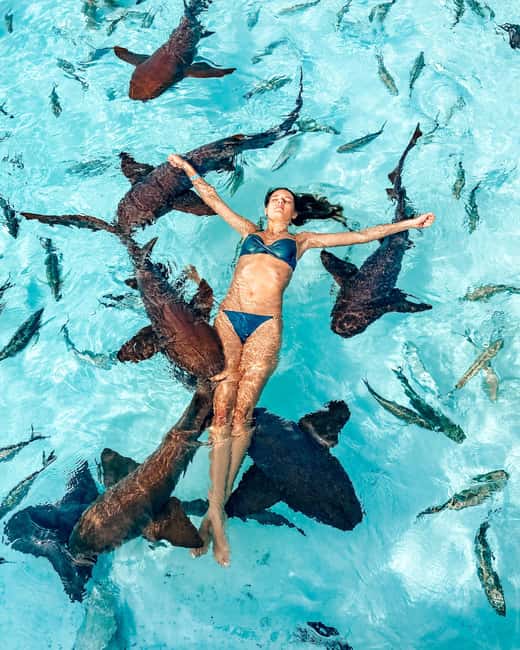 Nassau: Discover Exuma Island Hopping and Swimming Pigs Tour - Meeting the nurse sharks at Compass Cay