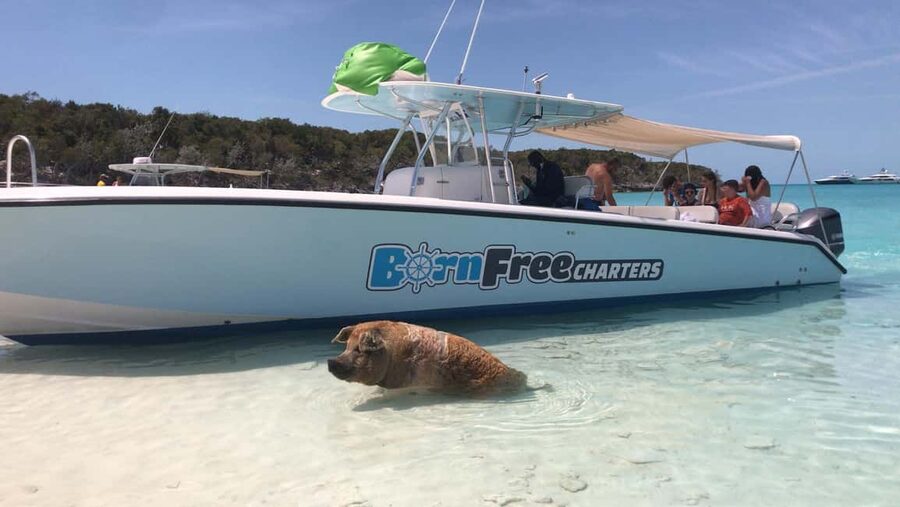 Nassau: Discover Exuma Island Hopping and Swimming Pigs Tour - Swimming with the pigs at Big Major’s Cay