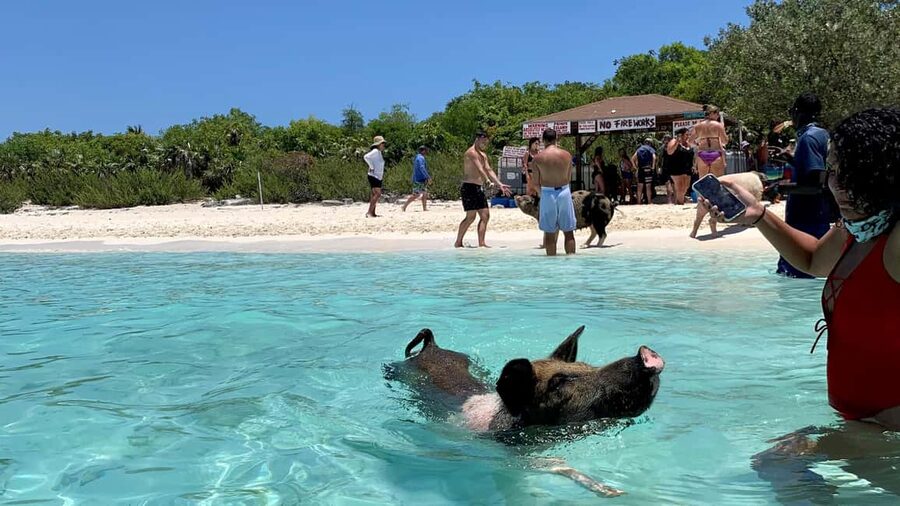 Nassau: Discover Exuma Island Hopping and Swimming Pigs Tour - Snorkeling at the sunken plane near Norman’s Cay