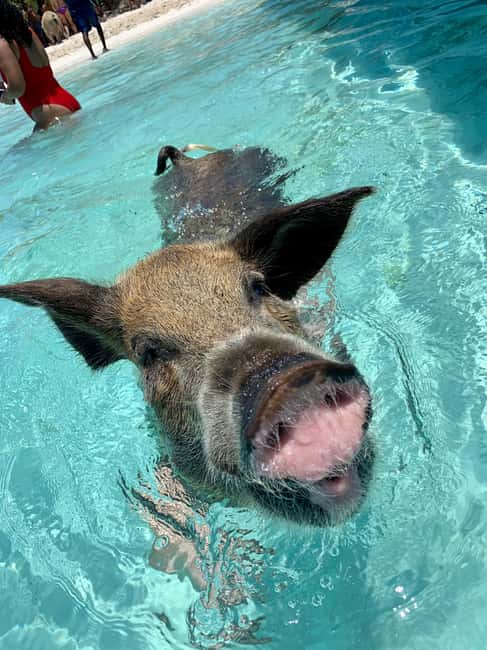 Nassau: Discover Exuma Island Hopping and Swimming Pigs Tour - Leaving Paradise Island on a high-speed boat
