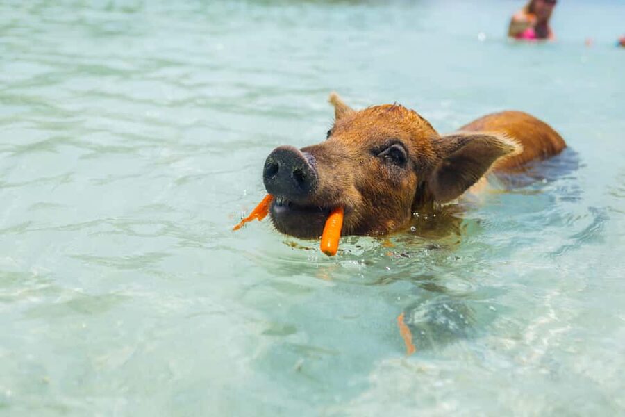 Nassau: Exuma Powerboat Day Trip - Lunch, Snacks, and the Conch Salad Demonstration