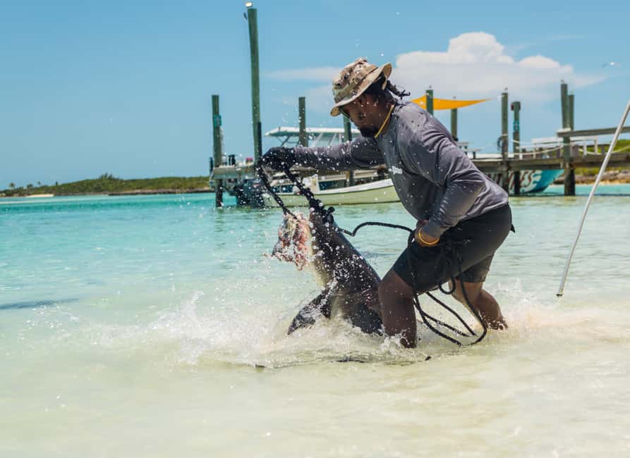 Nassau: Exuma Powerboat Day Trip - Swimming Pigs, Iguanas, Stingrays, and Sharks