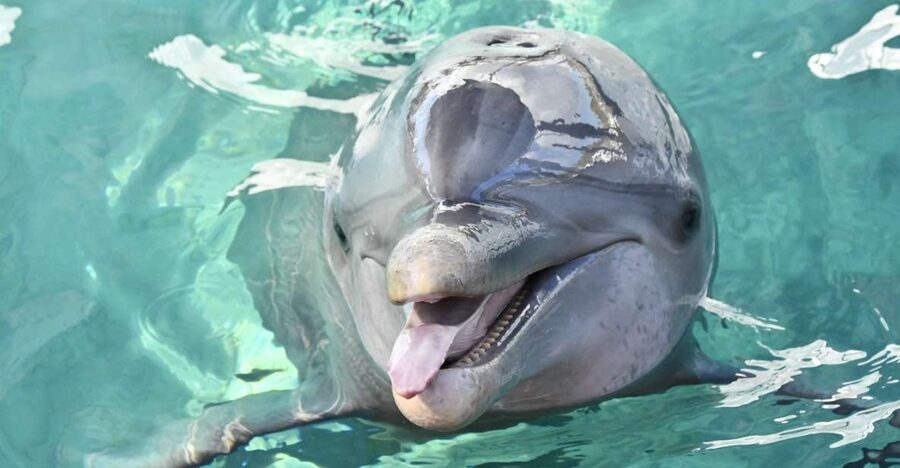 Nassau: Half-Day Guided Cay Cruise, Sea Life Watch & Snorkel - Key points to know before booking
