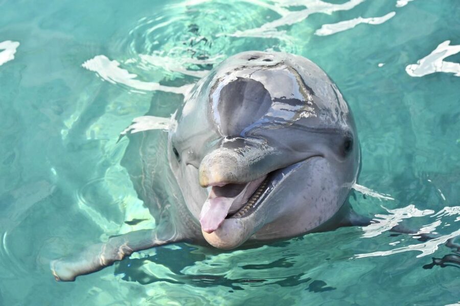 Nassau: Half-Day Guided Cay Cruise, Sea Life Watch & Snorkel - Starting at Montague Beach and Bayshore Marina