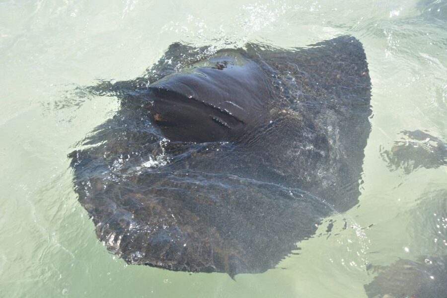 Nassau: Half-Day Guided Cay Cruise, Sea Life Watch & Snorkel - Pearl Island and the pigs on the beach