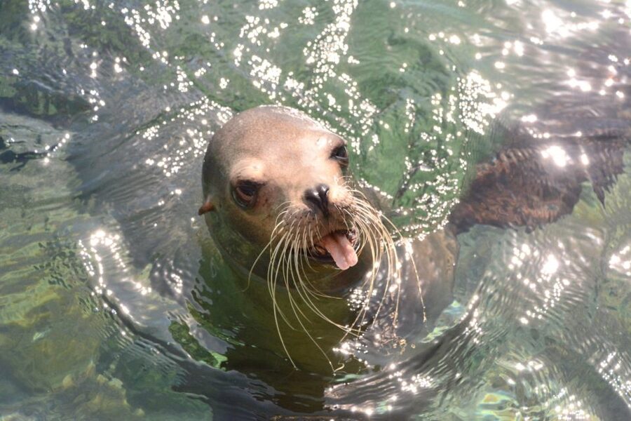 Nassau: Half-Day Guided Cay Cruise, Sea Life Watch & Snorkel - Who should book this Nassau cay cruise?