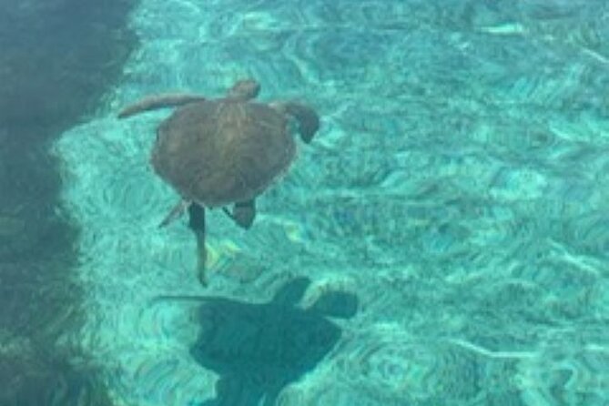 Nassau: Half Day Reef Snorkeling, Turtles & Swimming Pigs - Meeting the swimming pigs