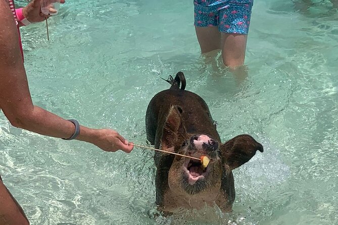 Nassau: Half Day Reef Snorkeling, Turtles & Swimming Pigs - A four-hour plan built around the water