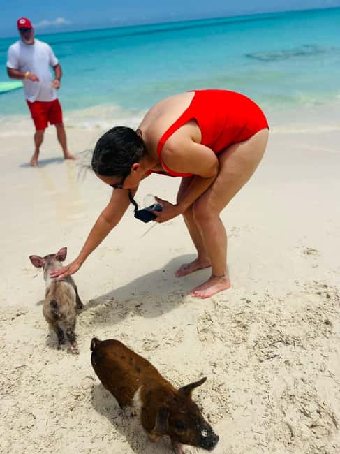 Nassau: Half-Day Swimming Pigs, Reef Snorkel & Beach Club - The Pig Encounter: Set Expectations Clearly