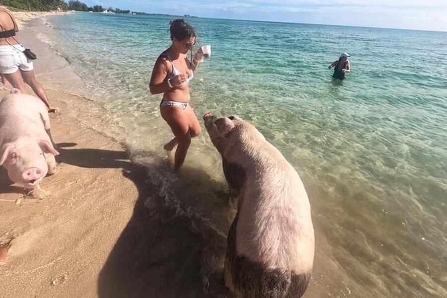 Nassau: Island Hopping Boat Trip with Lunch & Drinks - Pig Beach, the trip’s main attraction