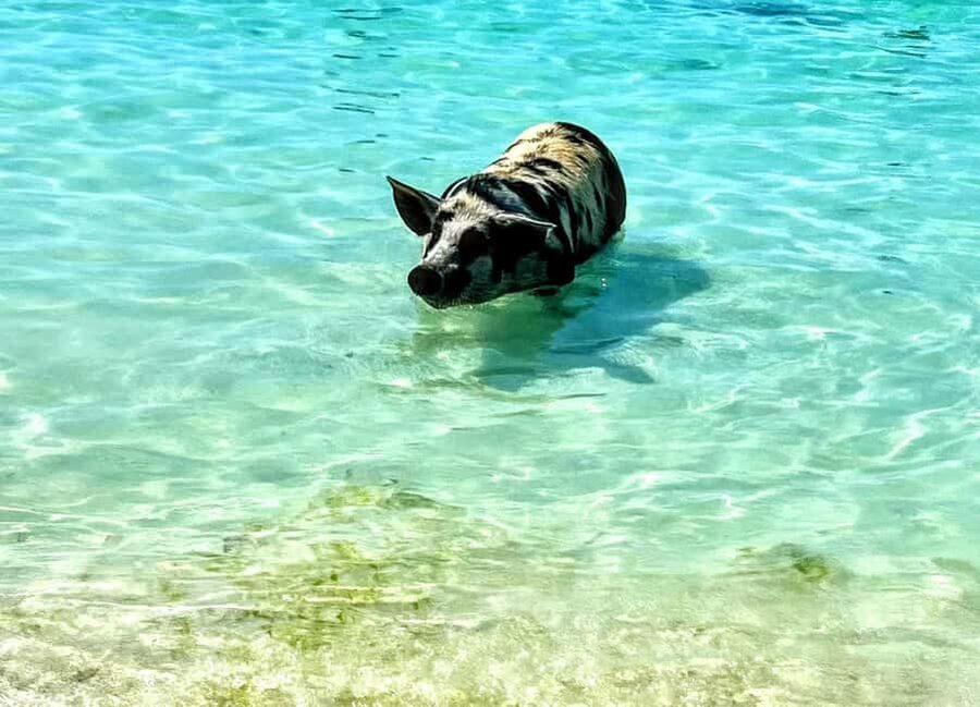 Nassau: Island Hopping Boat Trip with Lunch & Drinks - Morning pickup from Nassau