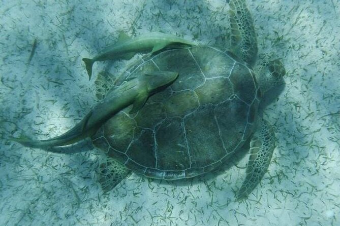 Nassau Optional Cay Hopping Tour on Rose and Pearl Island plus - Pearl Island reef snorkeling in just 25 minutes