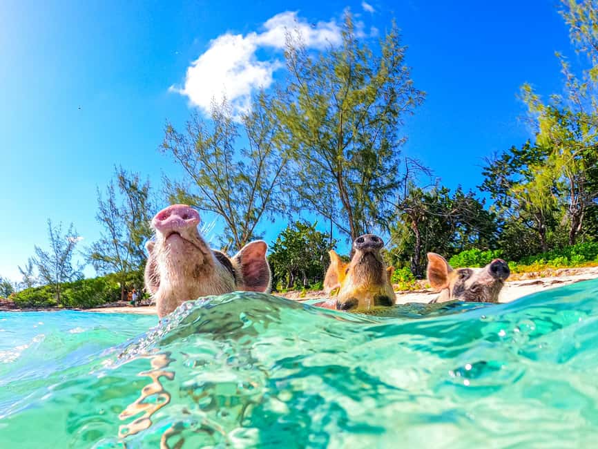 Nassau: Pigs Beach Trip by Boat with Swimming and Feeding - Pearl Island offers a different pace