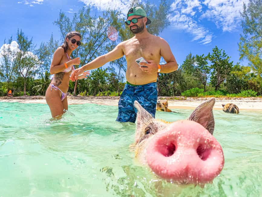 Nassau: Pigs Beach Trip by Boat with Swimming and Feeding - What the crew adds to the experience