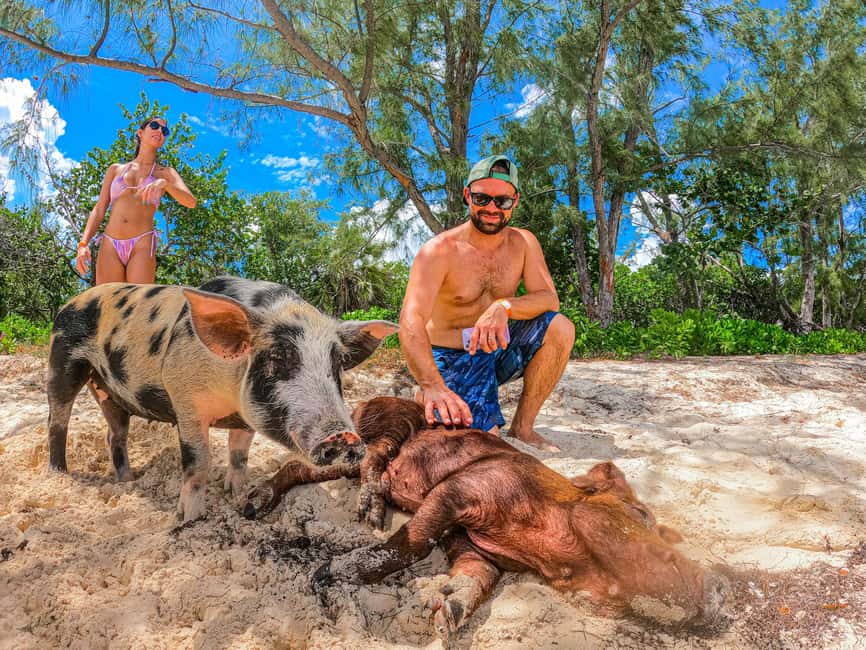 Nassau: Pigs Beach Trip by Boat with Swimming and Feeding - Practical advice for a smoother day