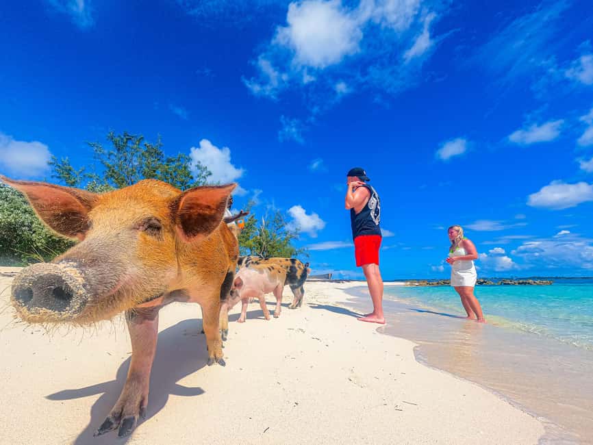 Nassau: Pigs Beach Trip by Boat with Swimming and Feeding - Athol Island and the famous pigs