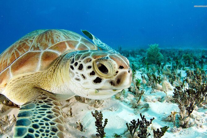 Nassau: Private Island & Snorkeling, Turtles, Drinks & BBQ - Starting at Margaritaville Marina on Paradise Island