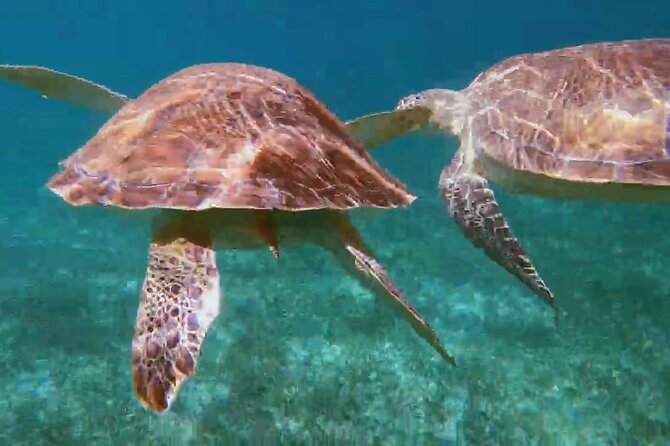 Nassau: Private Island & Snorkeling, Turtles, Drinks & BBQ - Who will enjoy this Nassau boat trip?