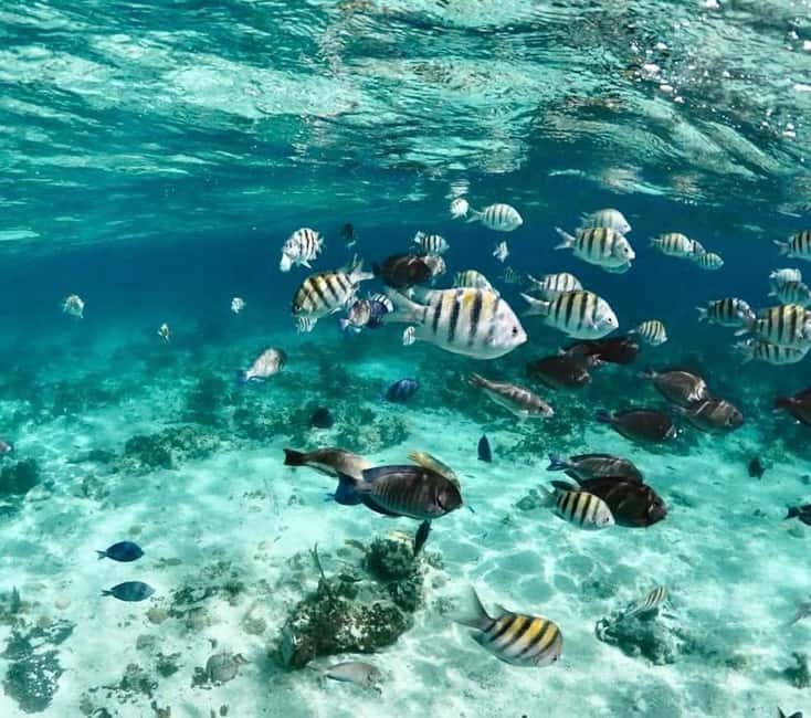 Nassau: Reef Snorkeling, Turtles, Lunch & Private Beach Club - What the Price Delivers at $128