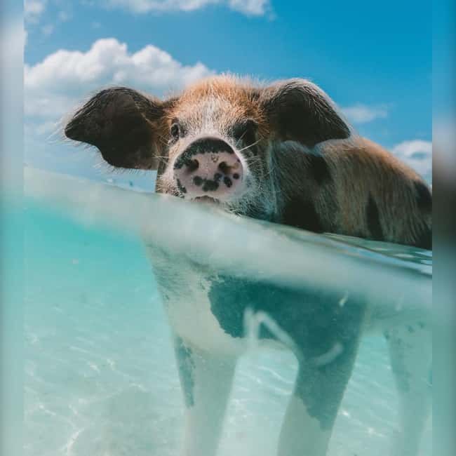 Nassau: Rose 3-Island Tour with Snorkeling and Lunch - What the crew adds to the experience