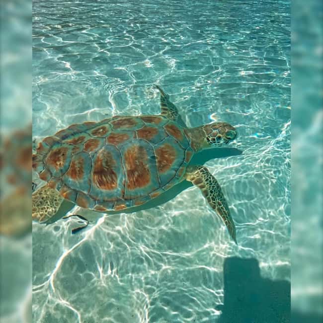 Nassau: Rose 3-Island Tour with Snorkeling and Lunch - What $159 buys you