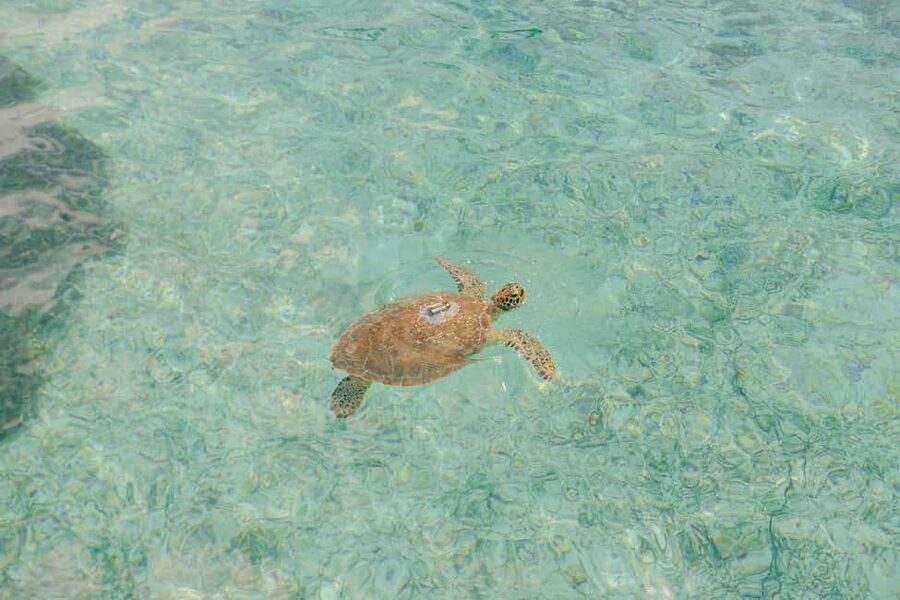 Nassau: Rose Island's Sand Dollar Beach Resort - How much time do you really get?