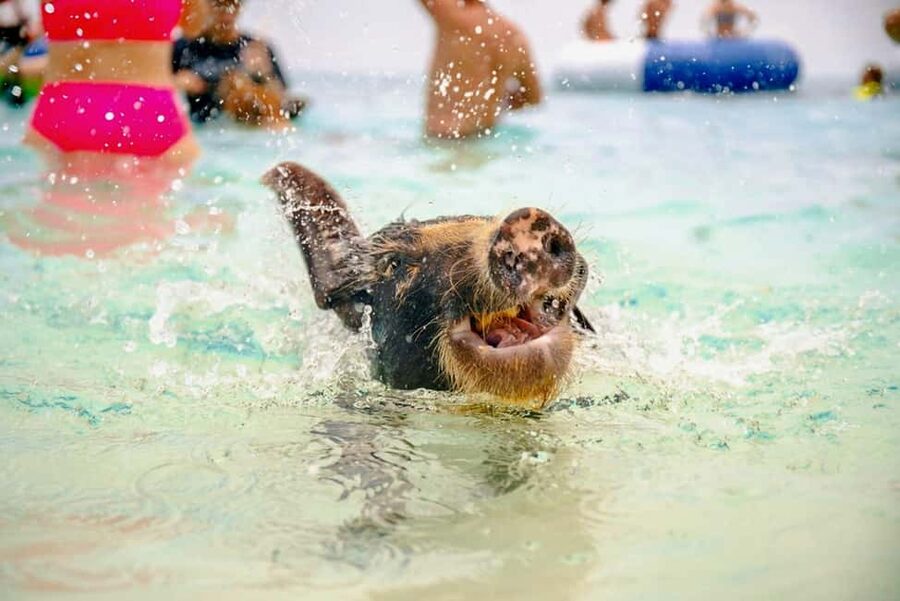Nassau: Rose Island Swimming Pigs and Beach Day Group Tour - Key points to know before booking