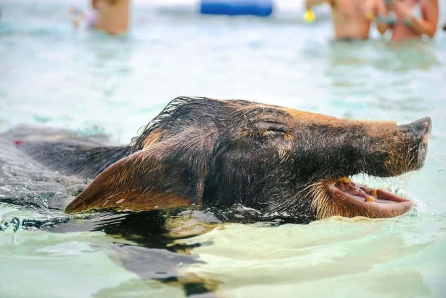 Nassau: Rose Island Swimming Pigs and Beach Day Group Tour - Meeting near the cruise port or Señor Frog’s