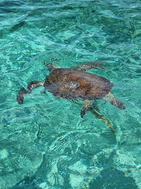 Nassau: Rose Island Swimming Pigs & Turtles Snorkeling Tour - Key Points to Know Before You Go