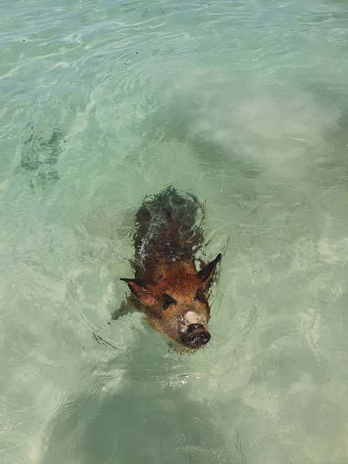 Nassau: Rose Island Swimming Pigs & Turtles Snorkeling Tour - Final Verdict: A Strong Choice for Variety