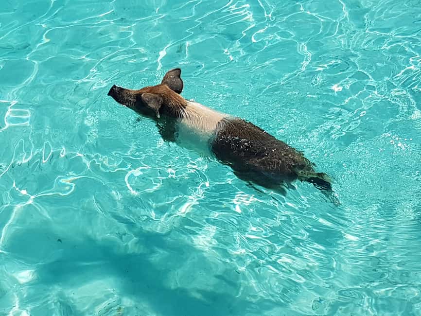 Nassau: Rose Island Swimming Pigs & Turtles Snorkeling Tour - Starting at Paradise Island Ferry Terminal