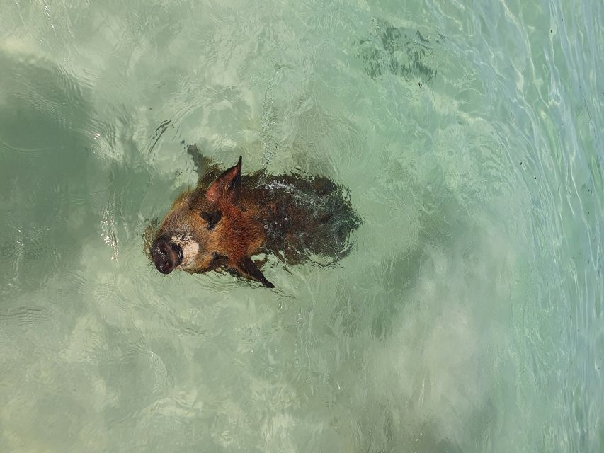 Nassau: Rose Island Swimming Pigs & Turtles Snorkeling Tour - How Much Value You Get for $127