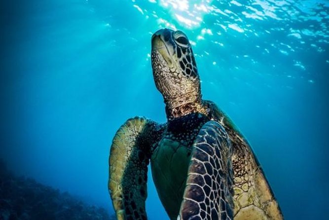 Nassau Shore Excursion: Bahamas Snorkel Adventure - The boat ride and the three-stop plan