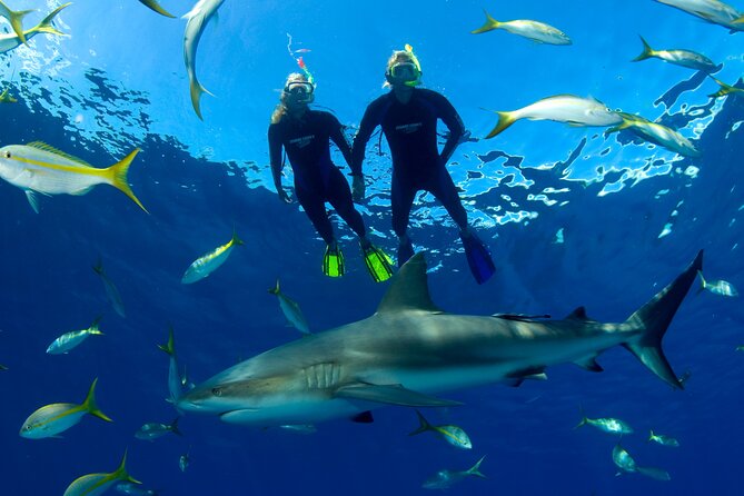 Nassau Shore Excursion: Bahamas Snorkel Adventure - Stop one: your first look below the surface
