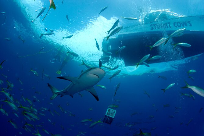 Nassau Shore Excursion: Bahamas Snorkel Adventure - Stop three: the shark encounter